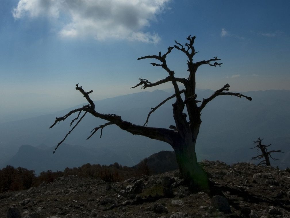 Il dinosauro degli alberi