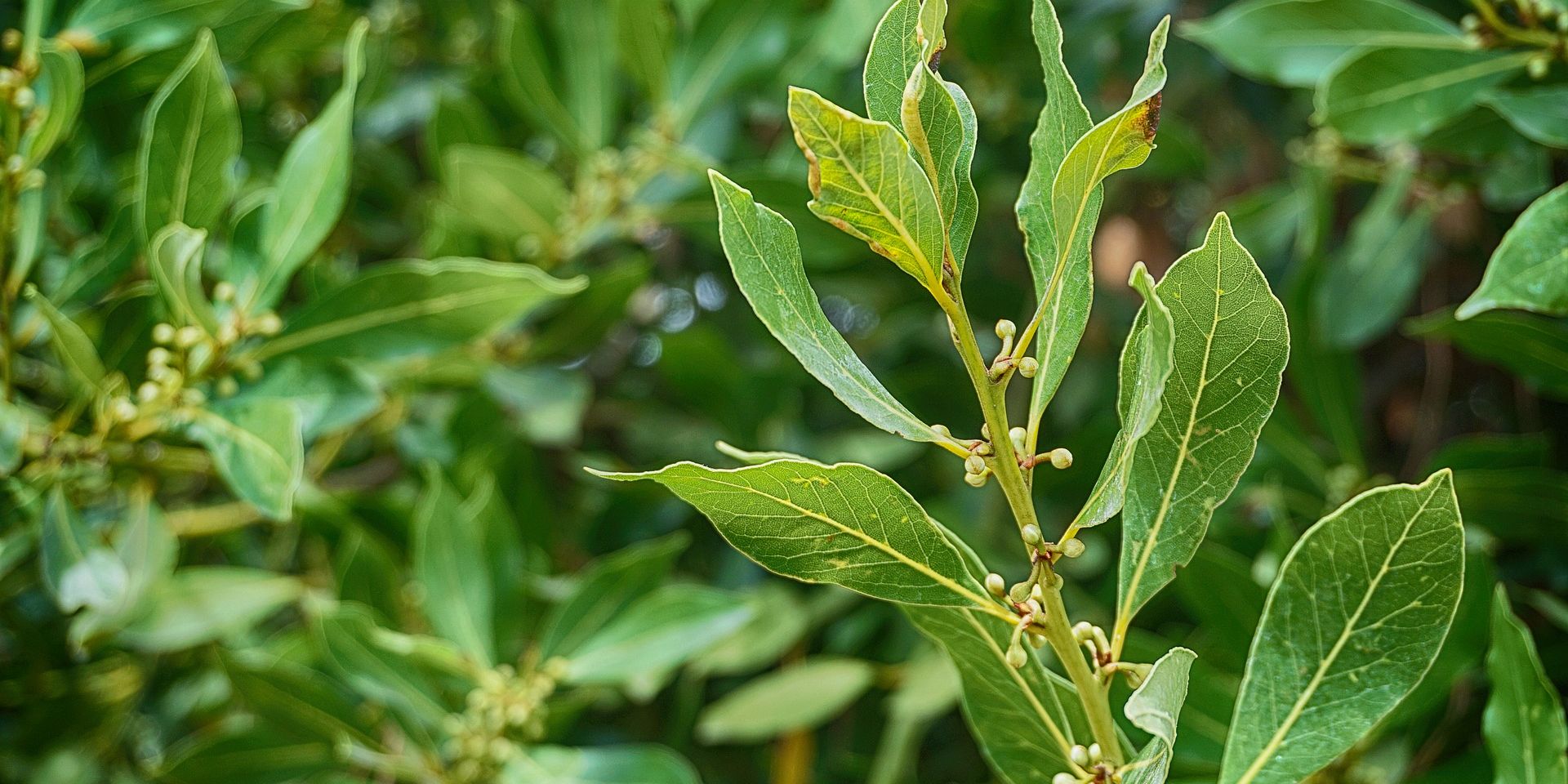 La leggenda dell’albero d’oro