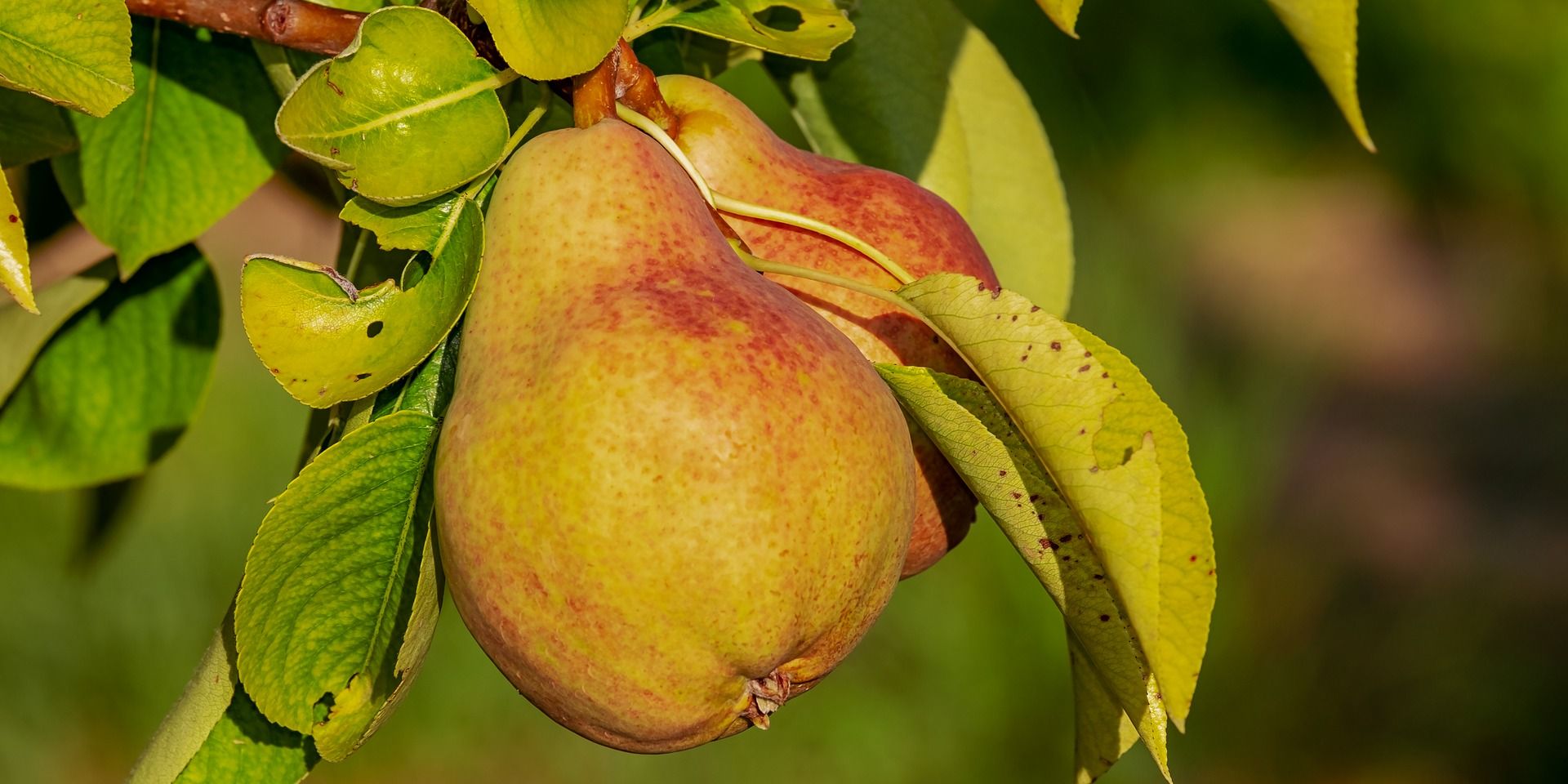 Le pere di Pirillo