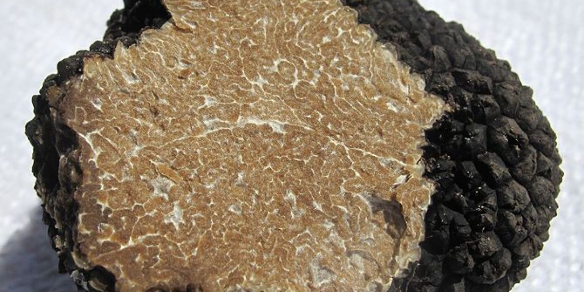 Il pregiato tartufo