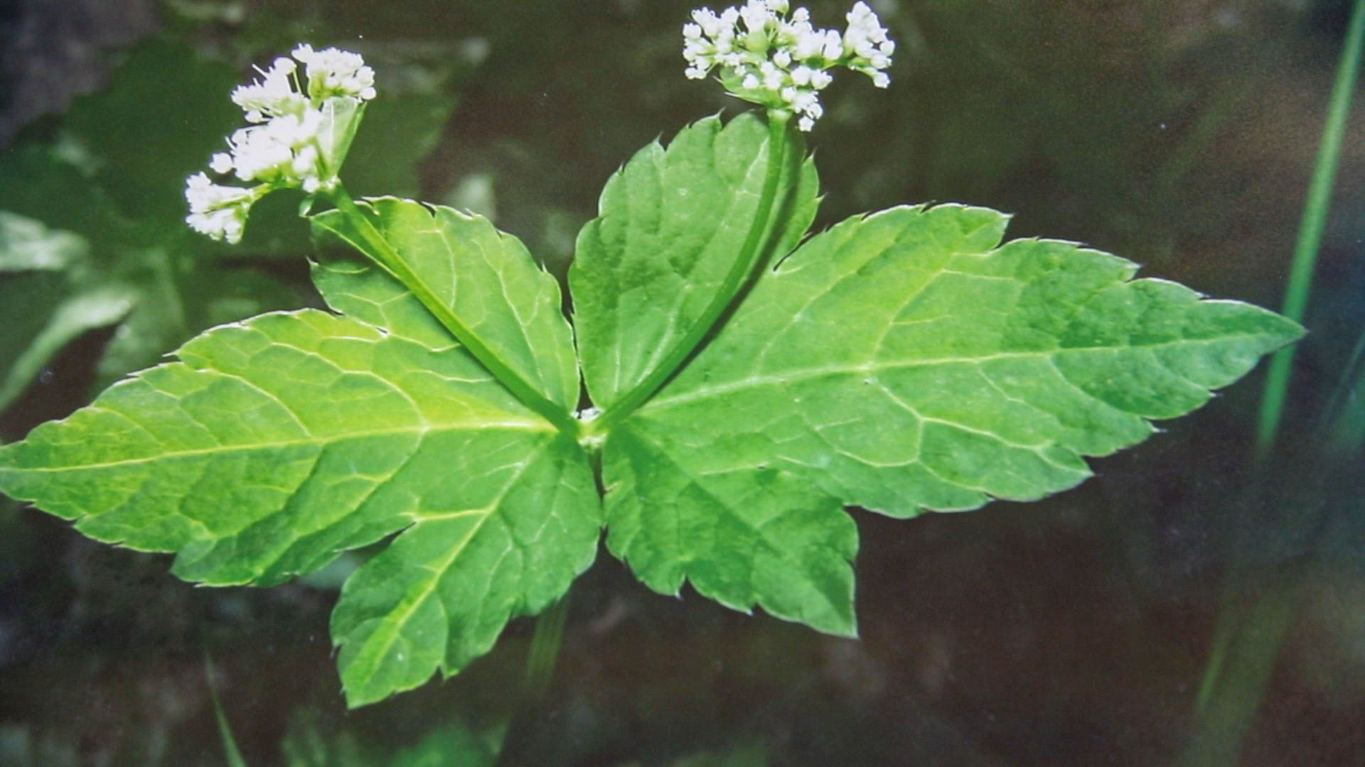 La Petagnia saniculaefolia